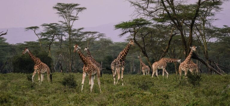 1667913268_94_giraffes-
